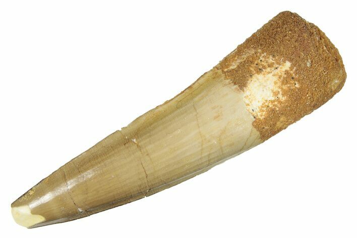 Fossil Spinosaurus Tooth - Real Dinosaur Tooth #264802